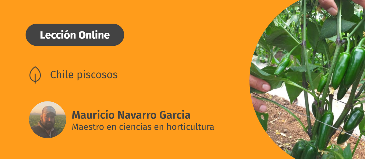 Aprende estrategias efectivas para hacerle frente a la secadera en chile picosos, un problema común que afecta a los cultivos y requiere atención especializada.